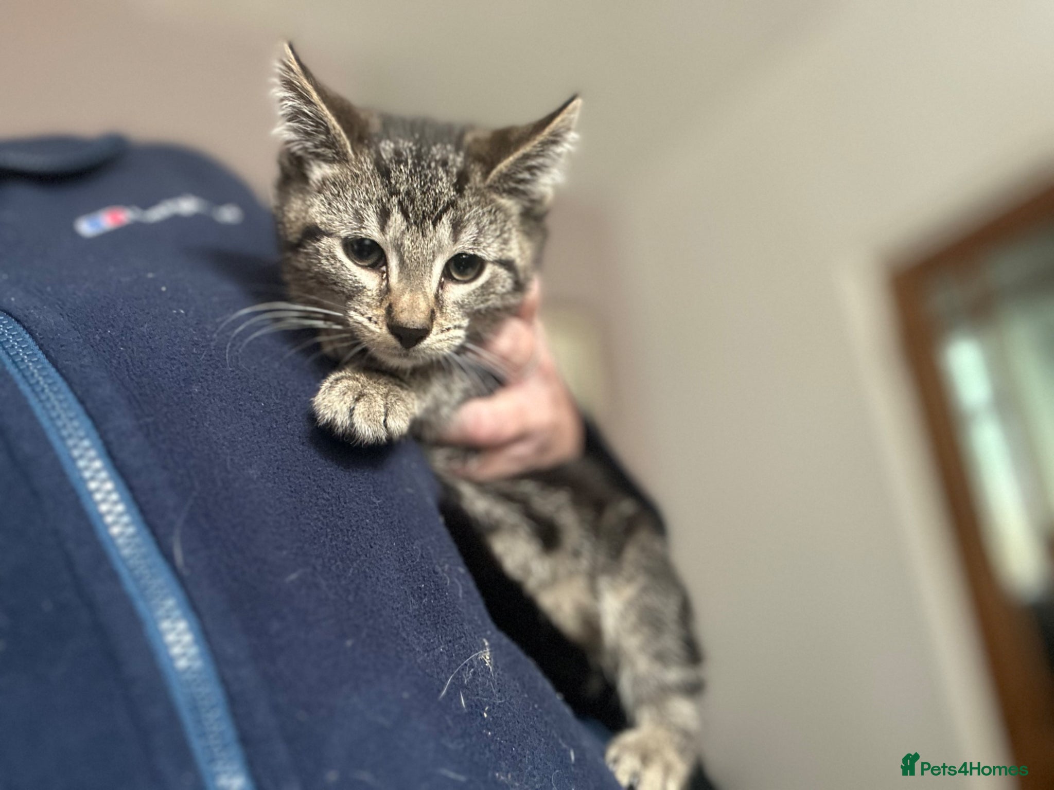 Mixed Breed cats for sale: Kitten for sale  - Advert 5