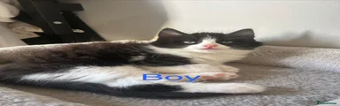 🤍🖤🐾 LITTLE FLUFFY HEARTTHROB 🐾🖤🤍