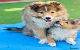 Shetland Sheepdog dogs for sale: Beautiful Shetland Sheepdog Puppies  in Goole - Image 5