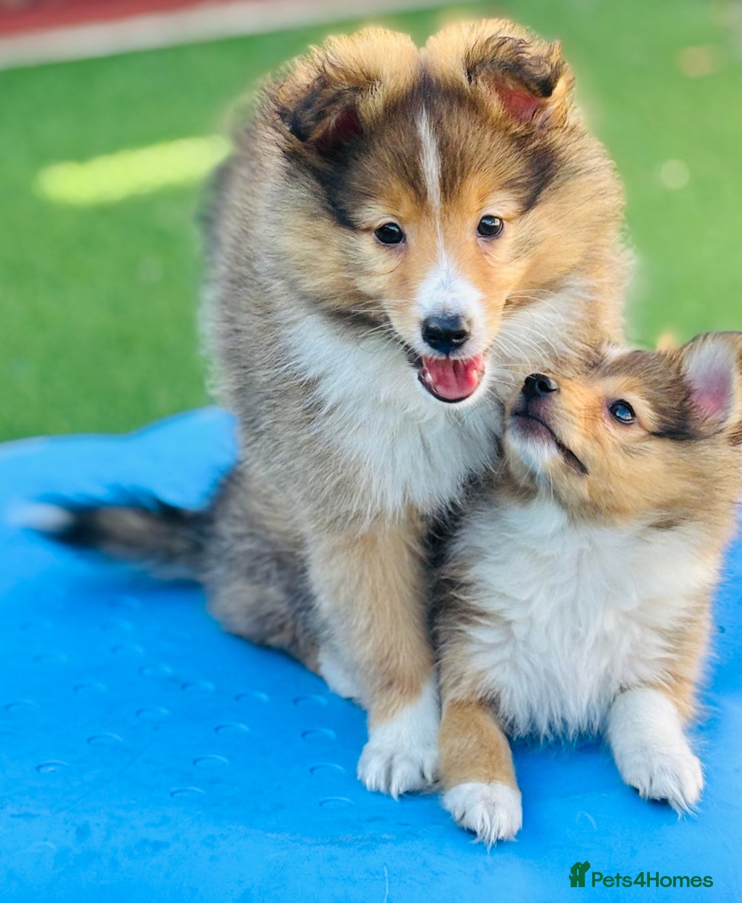 Shetland Sheepdog dogs for sale: Beautiful Shetland Sheepdog Puppies  in Goole - Image 5