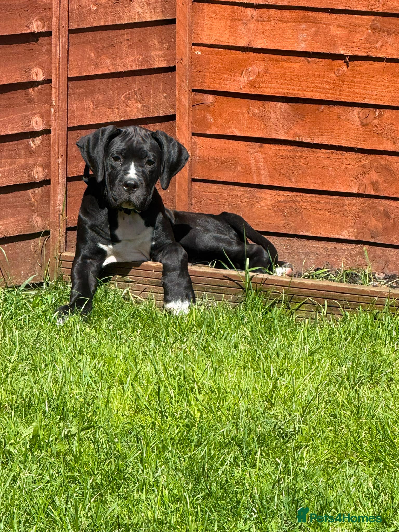 Mixed Breed dogs Last boy pup  - Advert 1