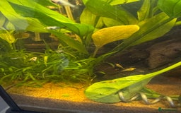 Mollies fish for sale: Guppies & Mollies - Image 3
