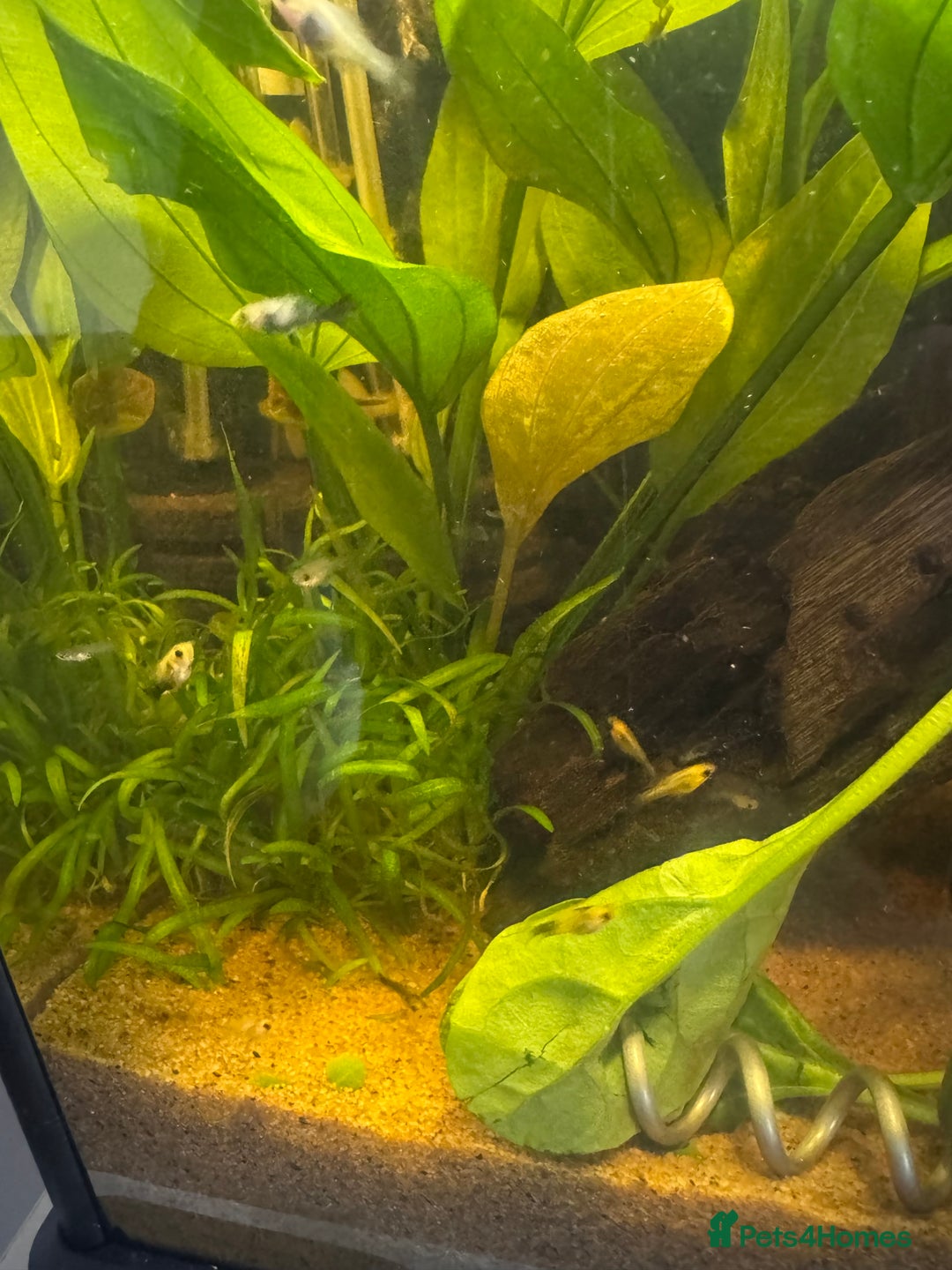 Mollies fish for sale: Guppies & Mollies - Image 3