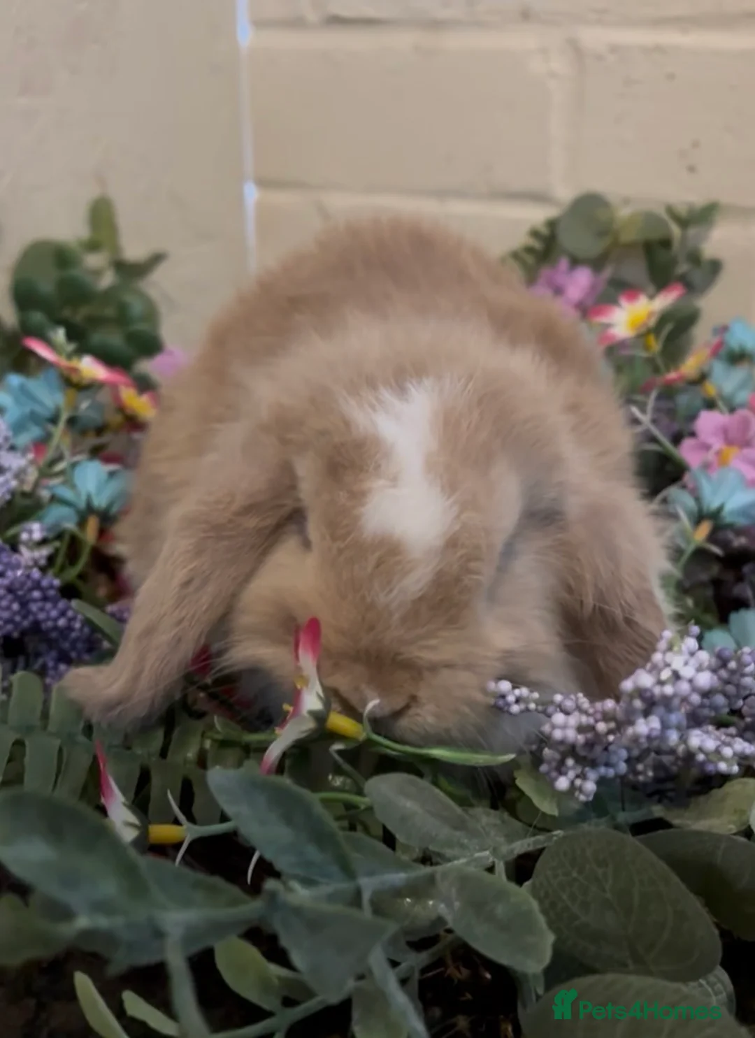 Mini Lop rabbits for sale: Mini lop  - Advert 1