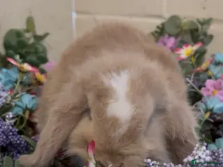 Mini Lop rabbits Mini lop - Advert 1
