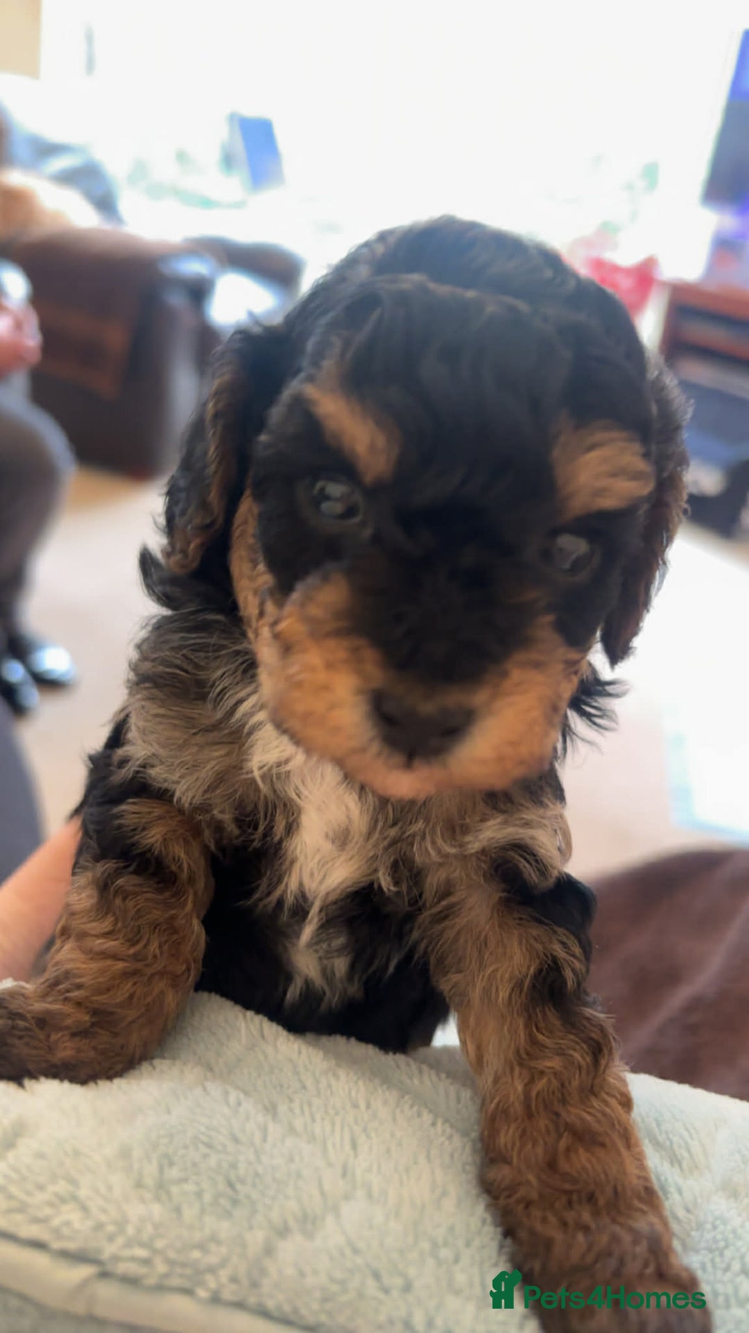 Maltipoo dogs for sale: Maltipoo  - Advert 7