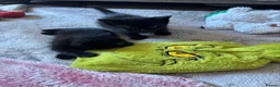 British Shorthair cats for sale: 5 beautiful black kittens - Advert 11