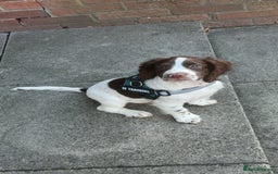 Sprocker dogs for sale: BENJI needs rehoming  - Image 1
