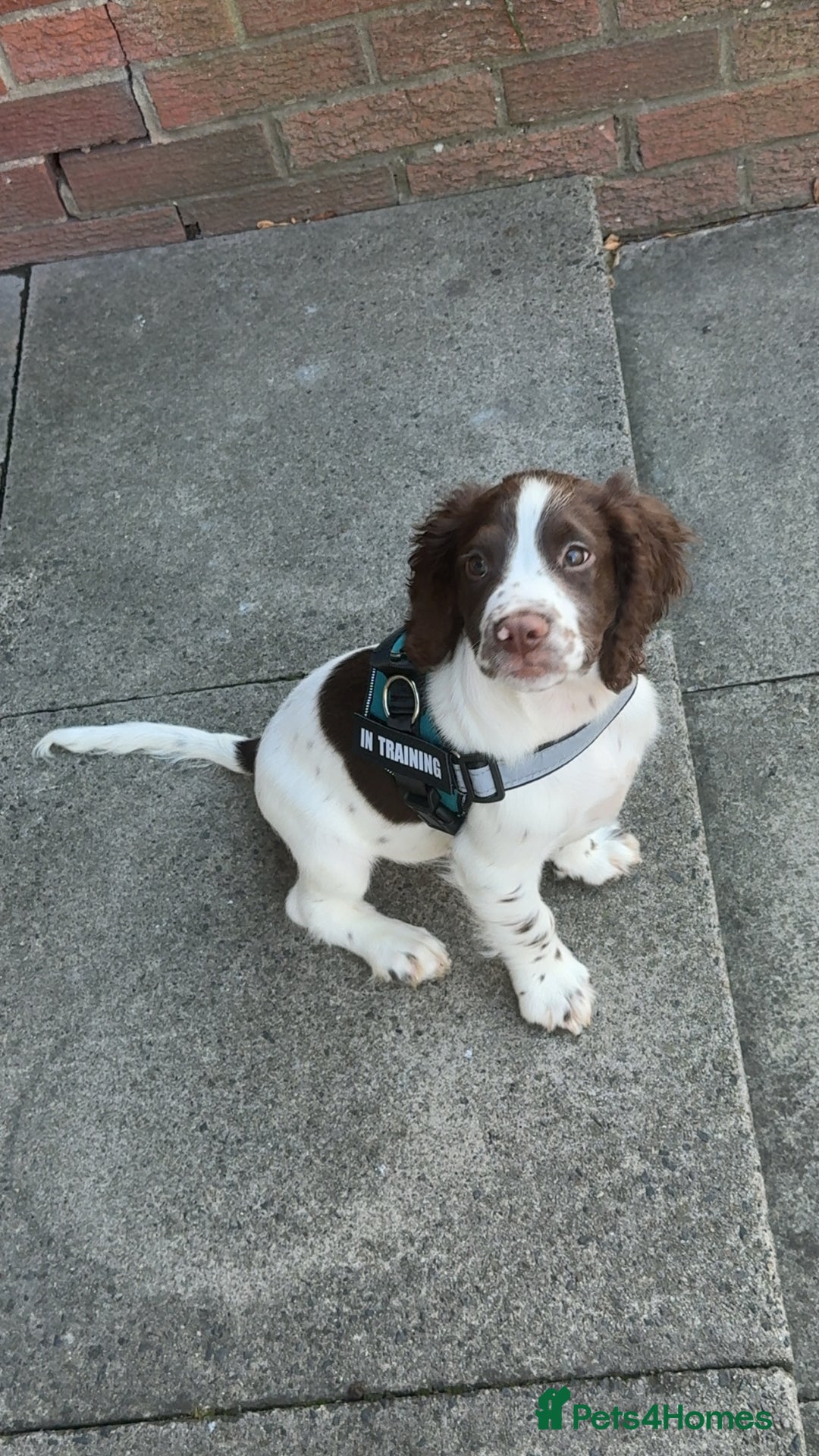 Sprocker dogs for sale: BENJI needs rehoming  - Image 1