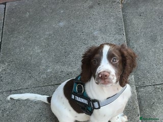 Sprocker dogs - Advert 1