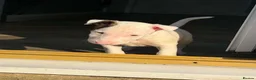 English Bull Terrier dogs for sale: 2 BOYS AVAILABLE KC REGISTERED  - Advert 6
