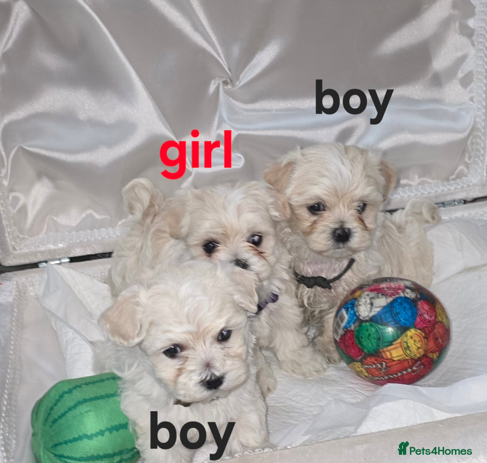 Maltipoo dogs Toy Maltipoo baby's  - Advert 5