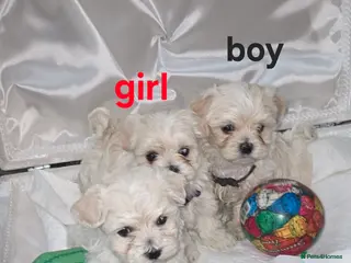 Maltipoo dogs Toy Maltipoo baby's - Advert 7