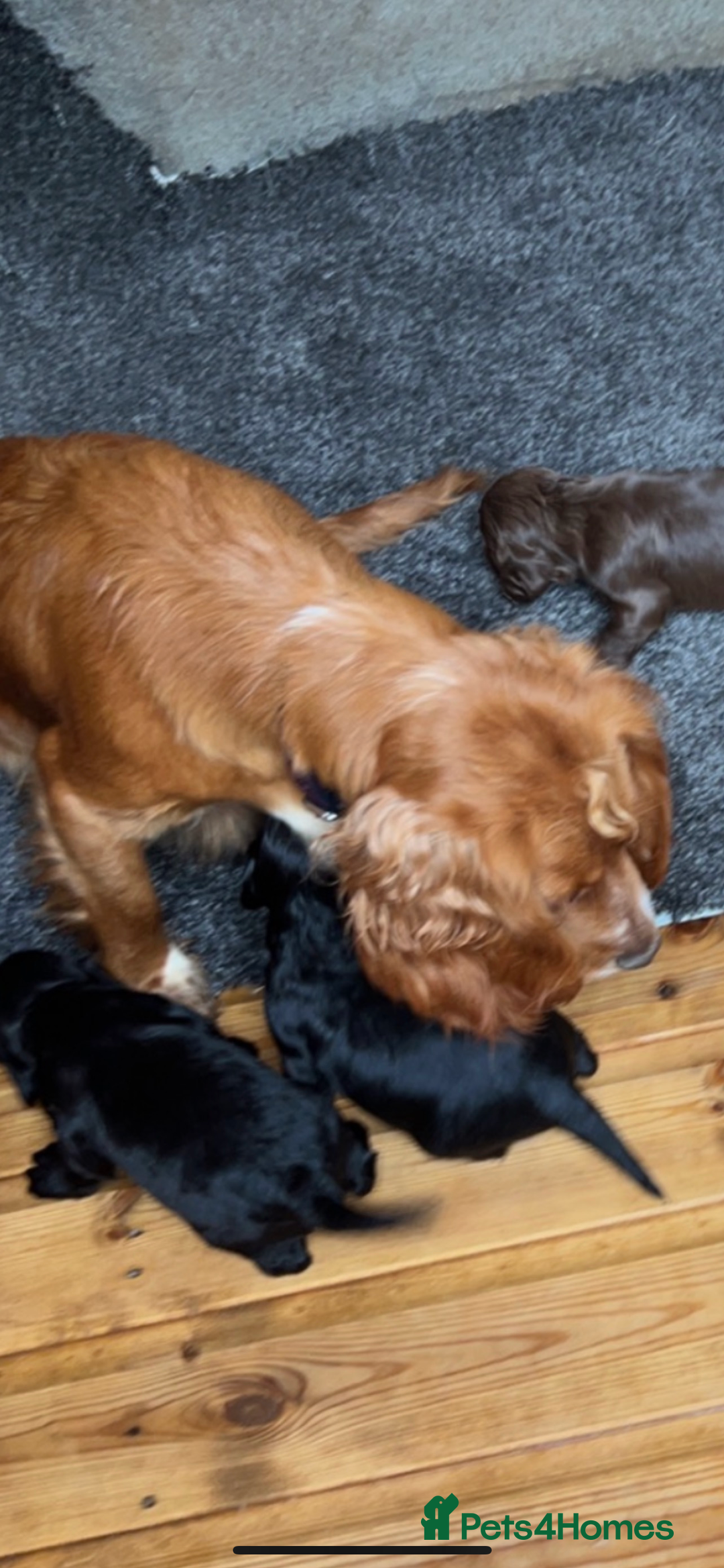 Cocker Spaniel dogs for sale: Cocker spaniel  - Image 2