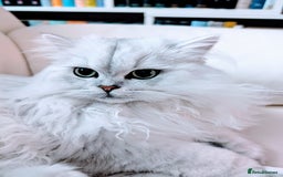 British Longhair cats for sale: 4 adorable kittens  - Image 7