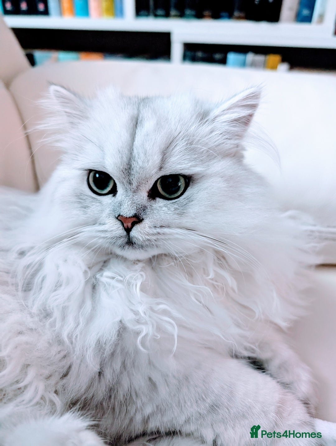 British Longhair cats for sale: 4 adorable kittens  - Image 7