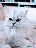 British Longhair cats - Advert 3