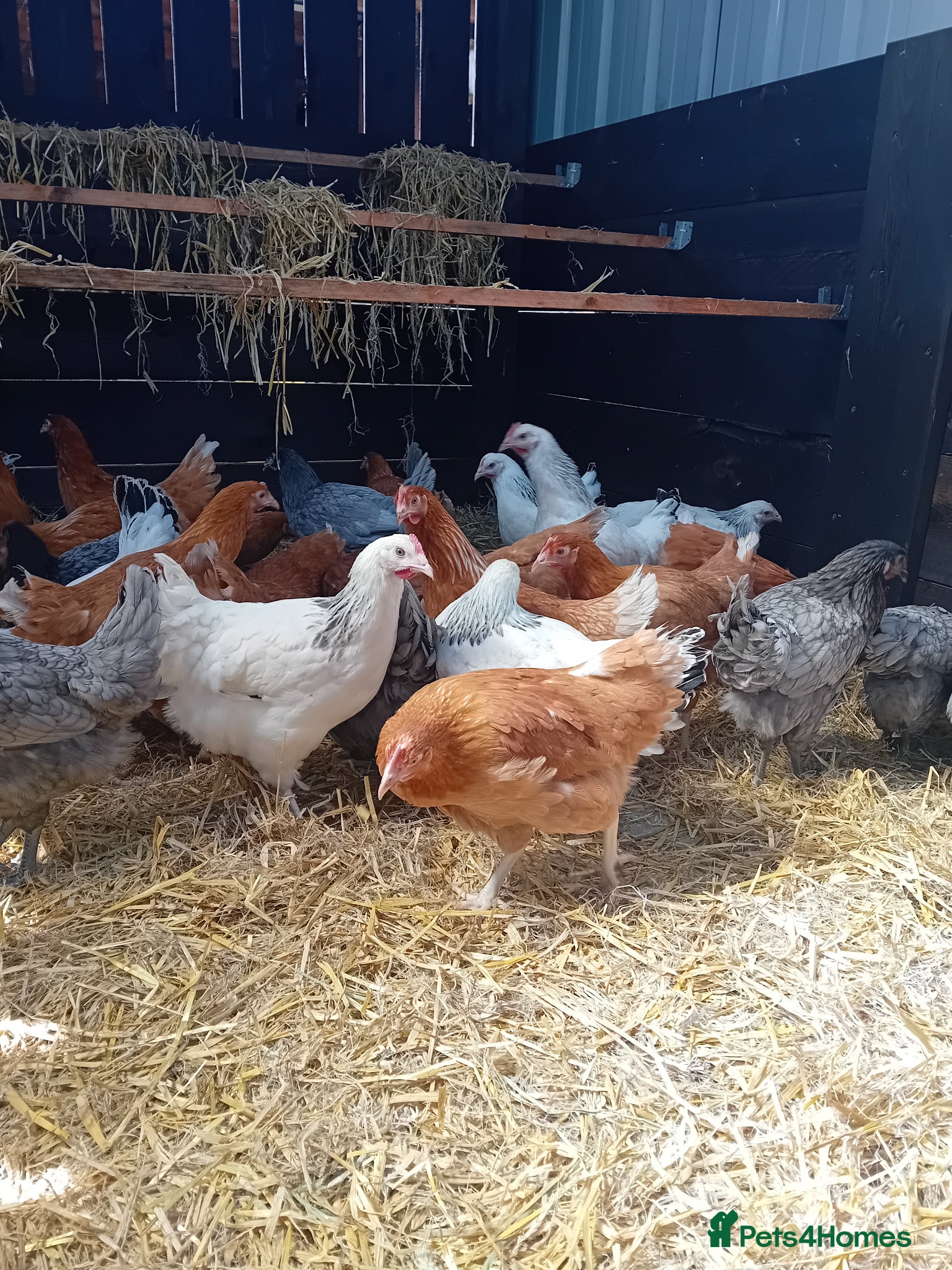 Chickens poultry POINT OF LAY HENS  - Advert 12