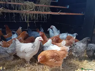 Chickens poultry POINT OF LAY HENS - Advert 12