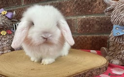 Mini Lop rabbits for sale: Beautiful mini lop bunnies ready to reserve  - Image 2