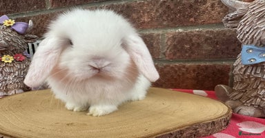 Mini Lop rabbits - Advert 5