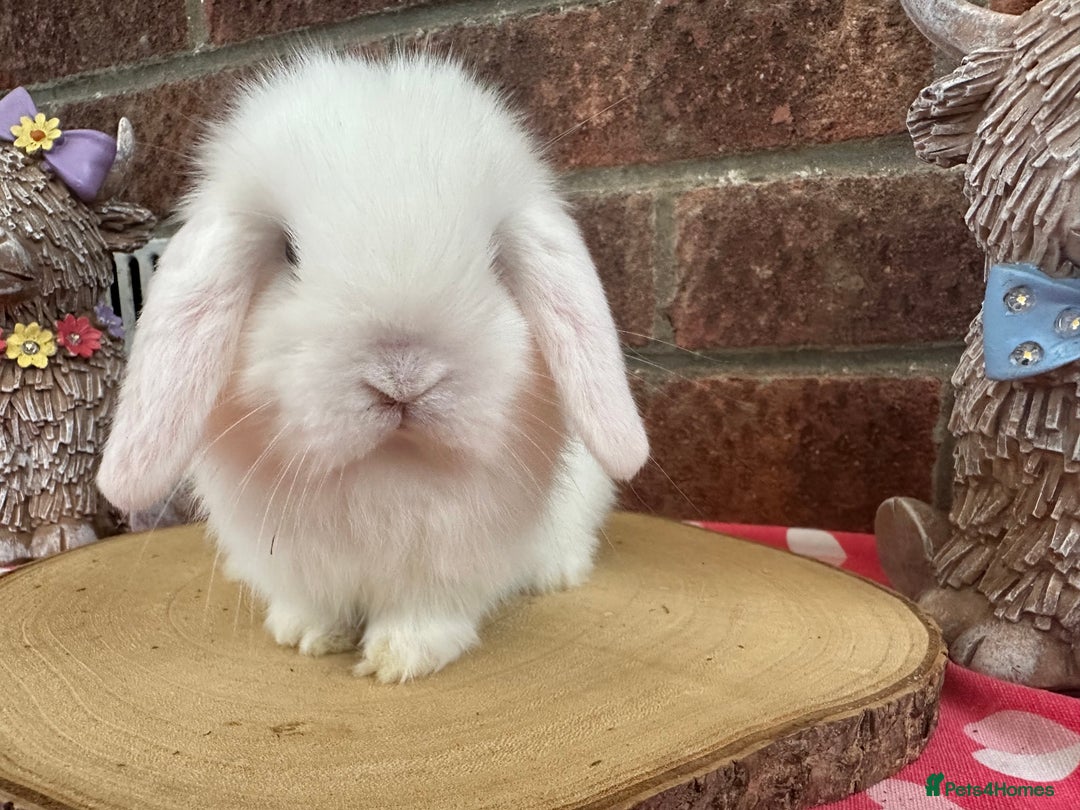 Mini Lop rabbits for sale: Beautiful mini lop bunnies ready to reserve  - Image 2