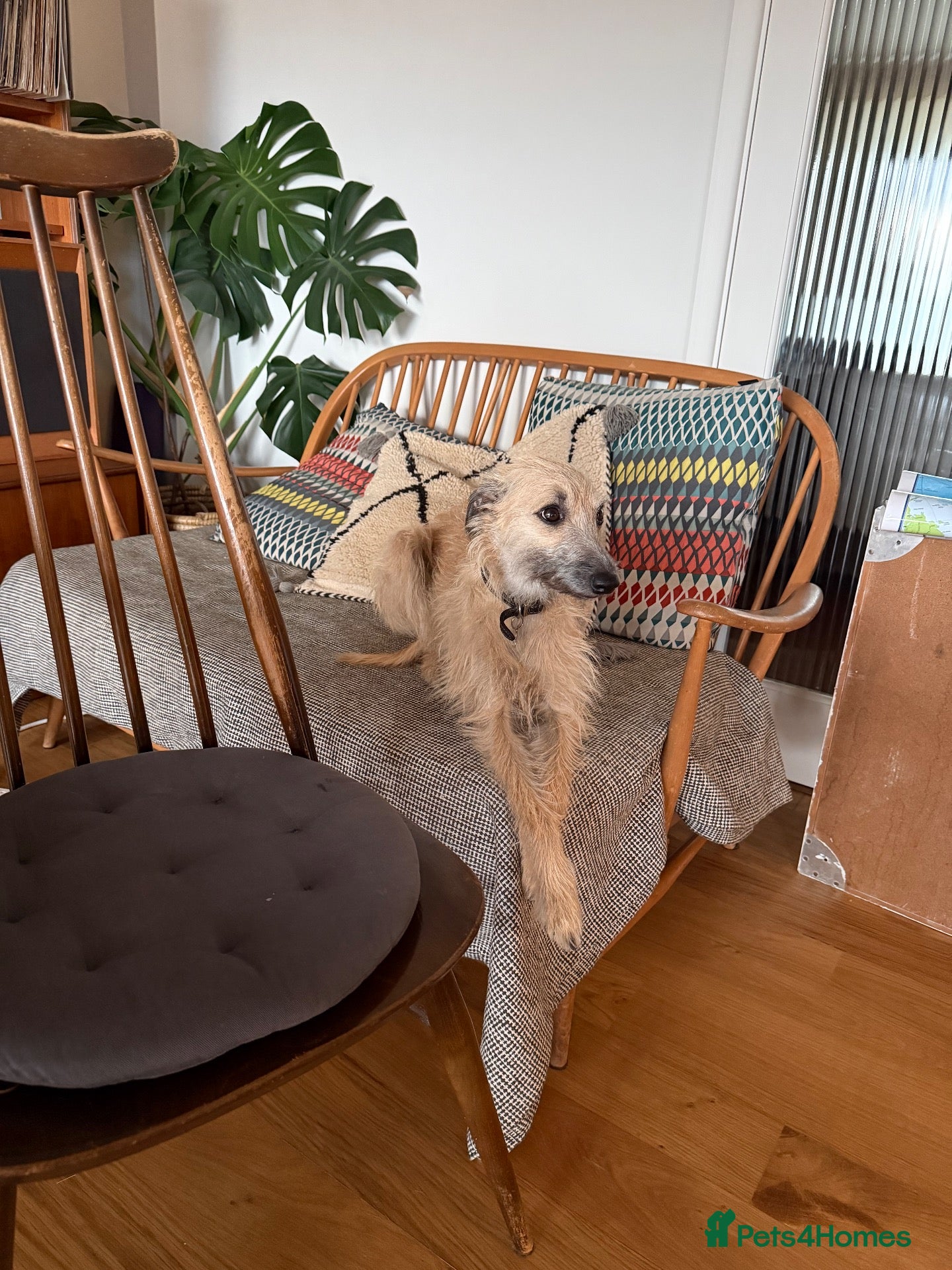 Whippet dogs Bedlington whippet puppies  - Advert 24
