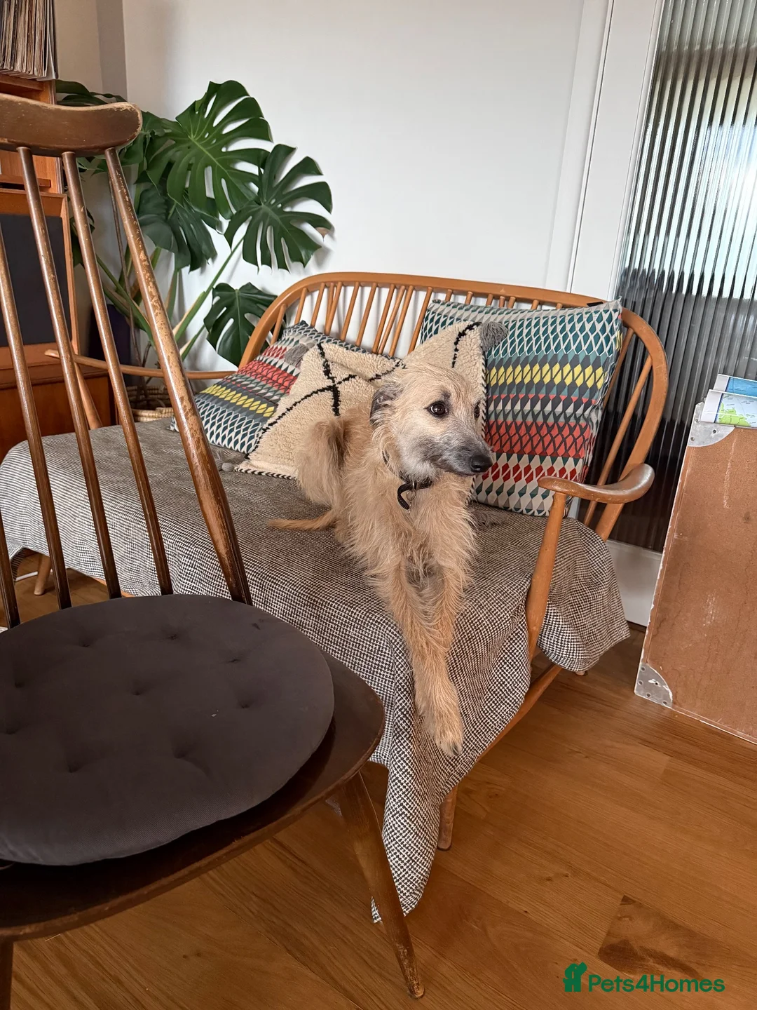 Whippet dogs for sale: Bedlington whippet puppies  in Bridport - Advert 1