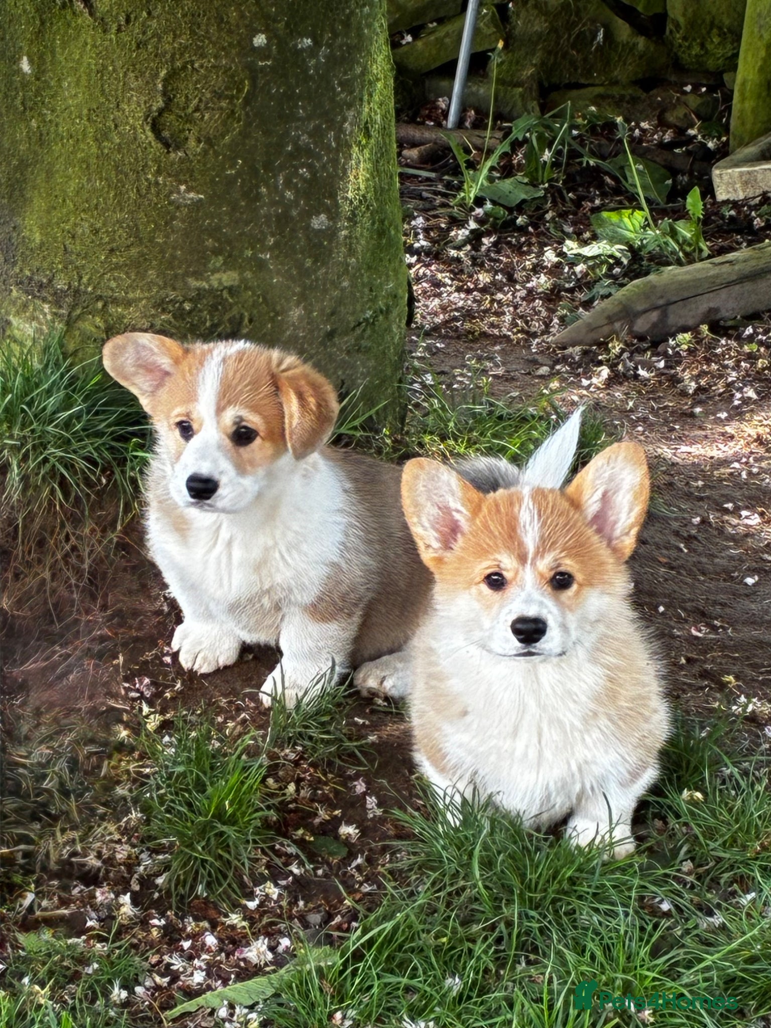 Welsh Corgi Pembroke dogs Pembroke corgi boys  - Advert 1