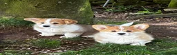Welsh Corgi Pembroke dogs for sale: Pembroke corgi boys  - Advert 6