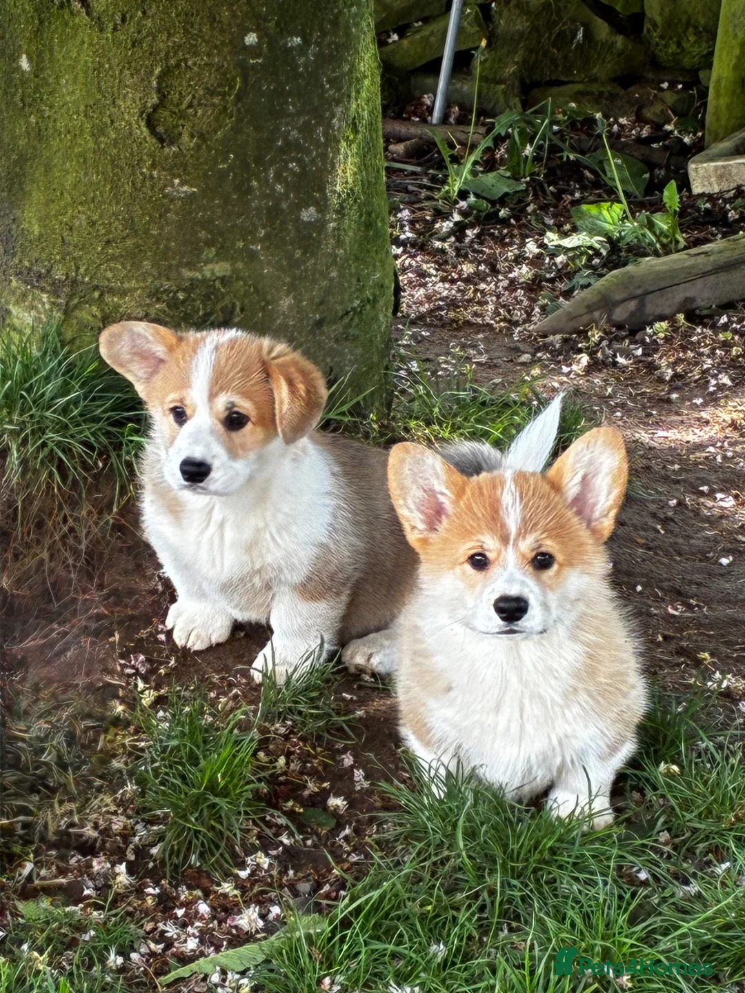 Welsh Corgi Pembroke dogs for sale: Pembroke corgi boys  - Advert 6