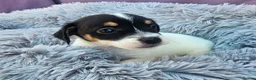 Jack Russell dogs for sale: Jack Russell puppies 🐶  - Advert 9