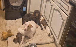 Mixed Breed dogs for sale: 2 girl pups left  - Advert 5