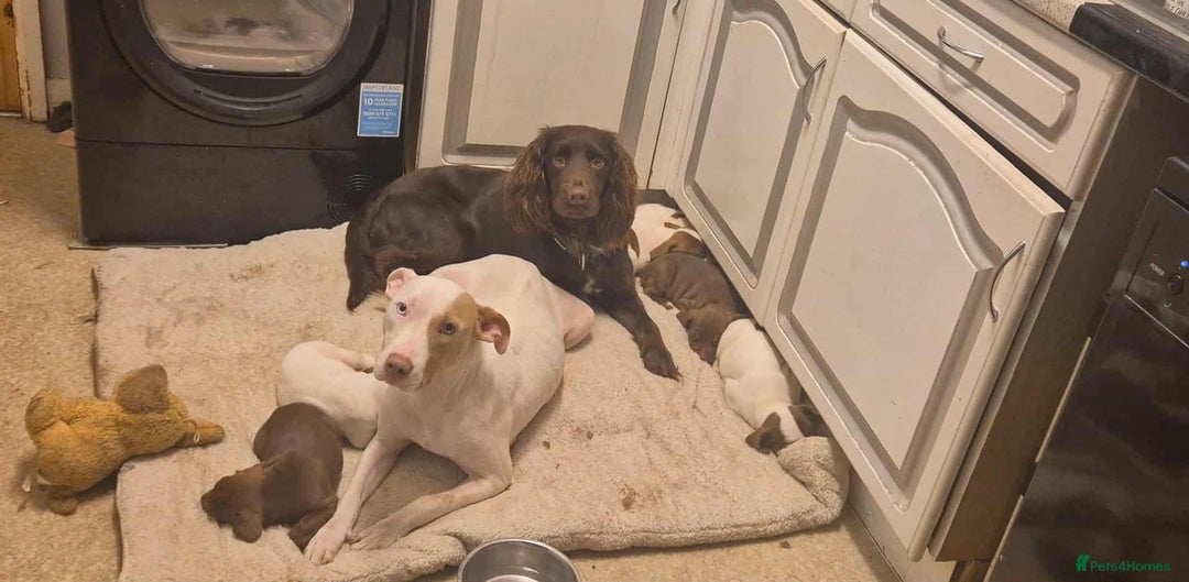 Mixed Breed dogs for sale: 2 girl pups left  - Advert 5