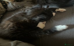 British Longhair cats for sale: 4 black and white kittens - Image 3