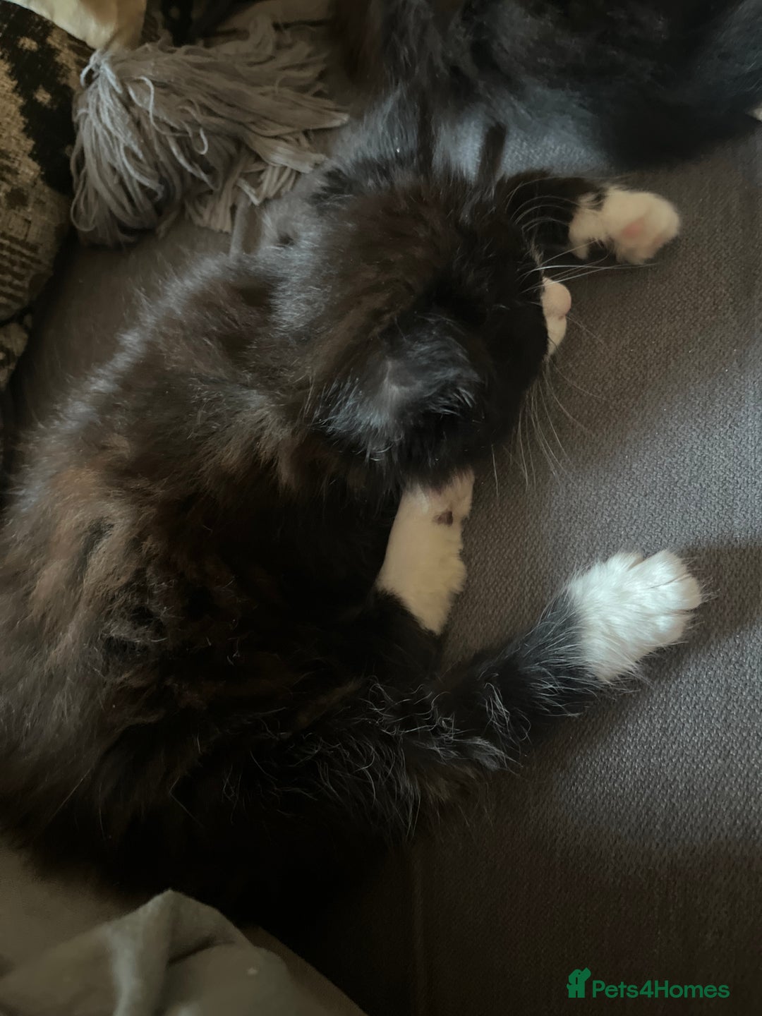 British Longhair cats for sale: 4 black and white kittens - Image 3