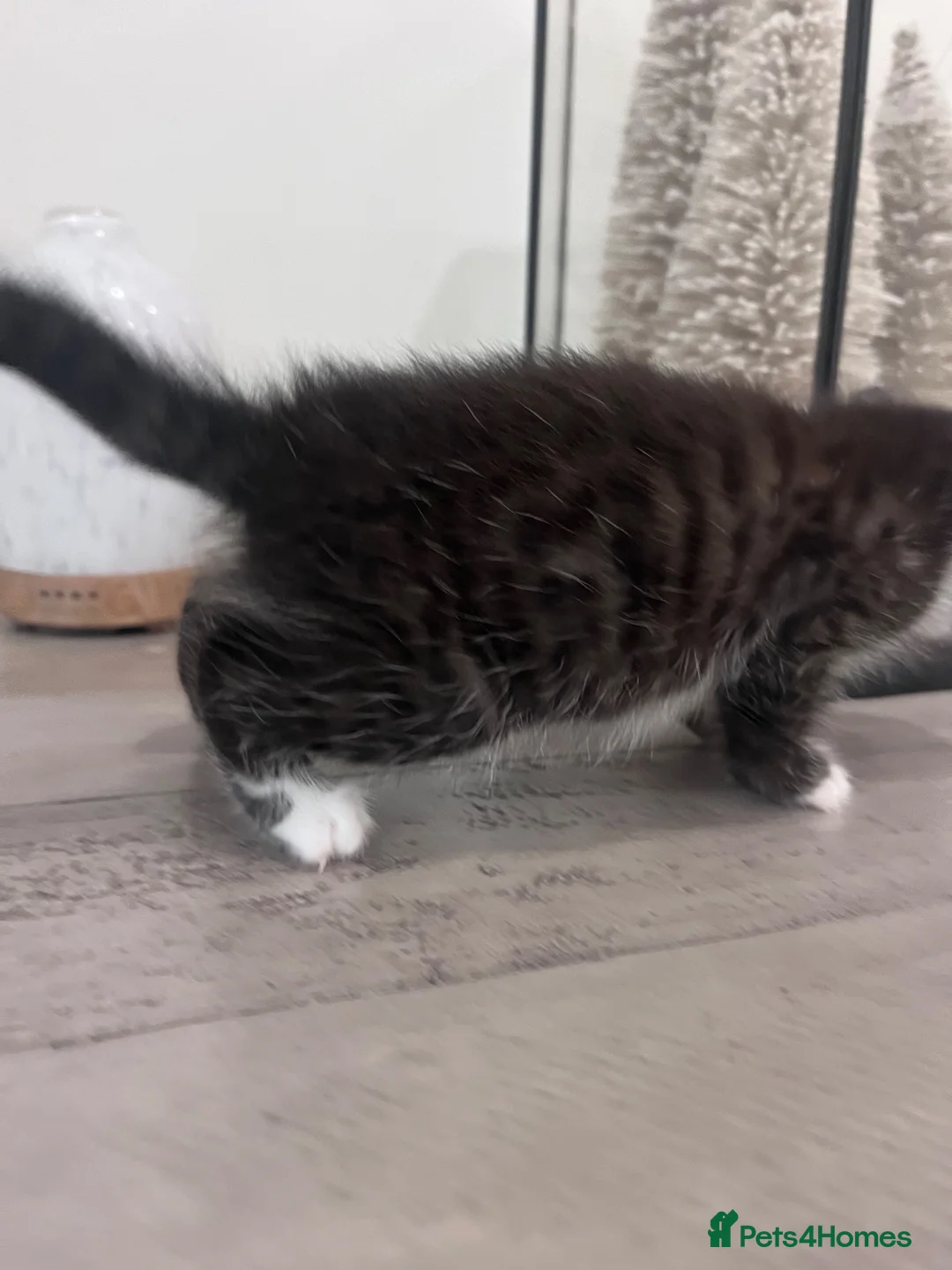 Bengal cats for sale: Bengal Kittens  - Advert 30