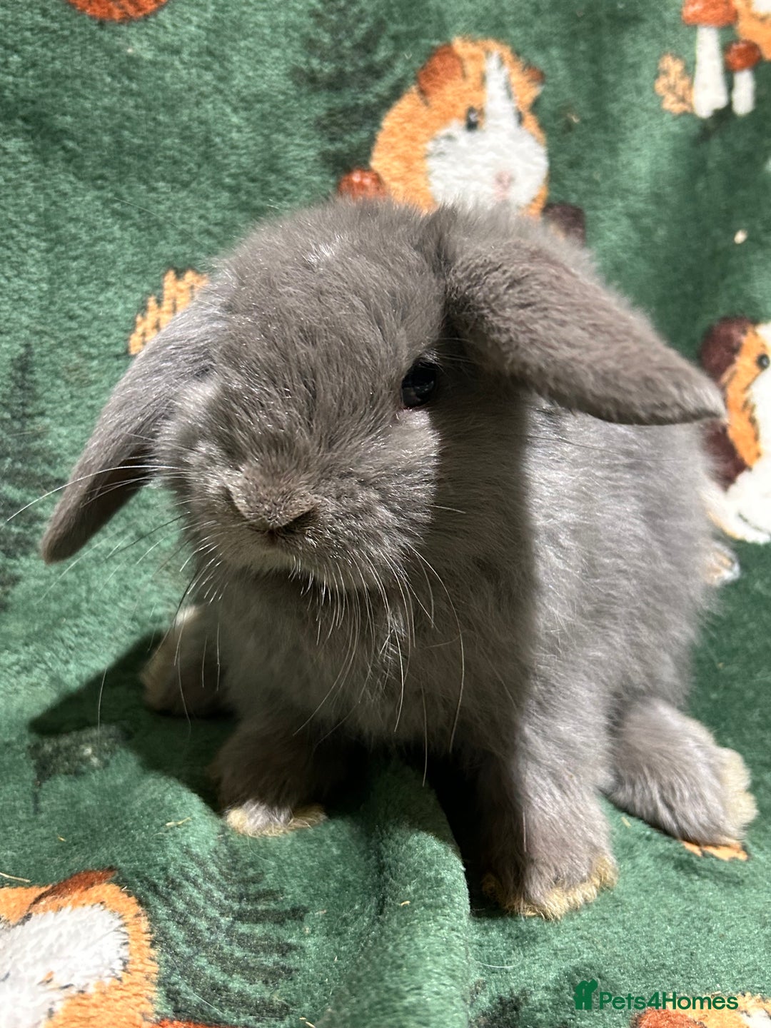 Mini Lop rabbits for sale: Beautiful Baby Mini Lops  - Advert 4