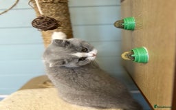 British Shorthair cats for sale: TICA registered Bluebio colour kitten - Image 6