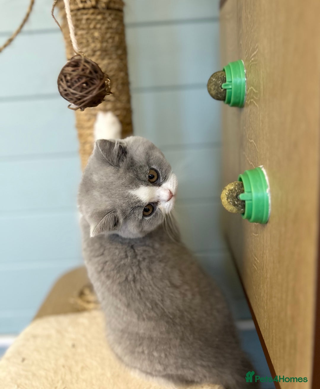 British Shorthair cats for sale: TICA registered Bluebio colour kitten - Image 6