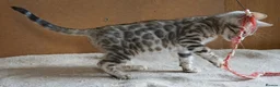 Bengal cats for sale: Gorgeous Bengal Girl Kitten - Advert 5