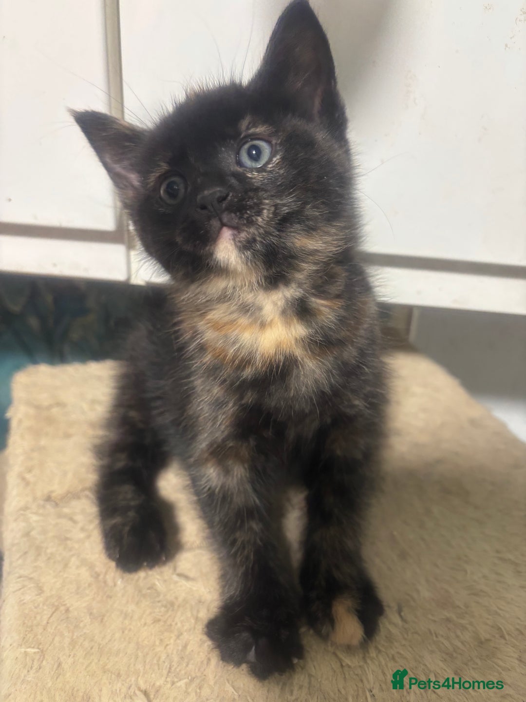 British Longhair cats for sale: Beautiful and Playful kittens - Advert 18