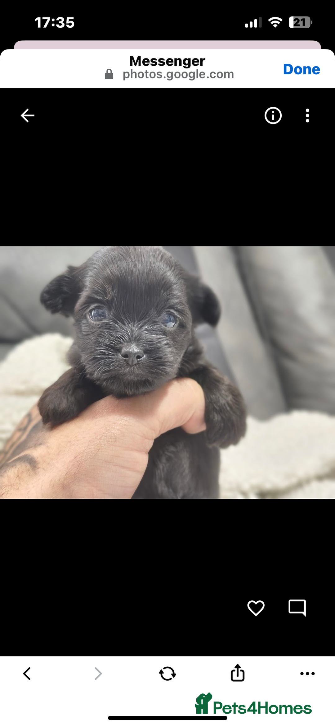 Mixed Breed dogs for sale: t cup chihuahua x pooshon - Image 9