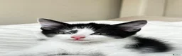 Mixed Breed cats for sale: Kittens - Advert 14