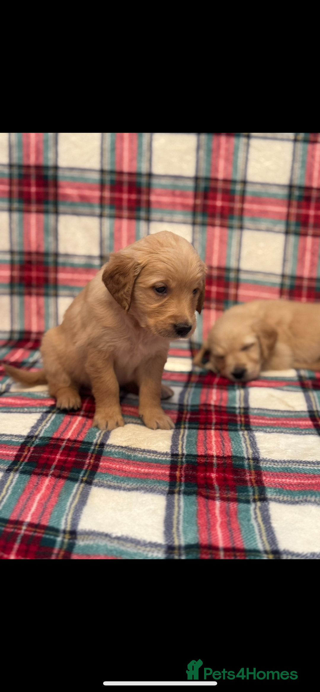Golden Retriever dogs for sale: KC Registered Golden Retrievers  - Image 15