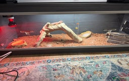 Bearded Dragon reptiles for sale: Bearded dragon and accessories  - Image 2