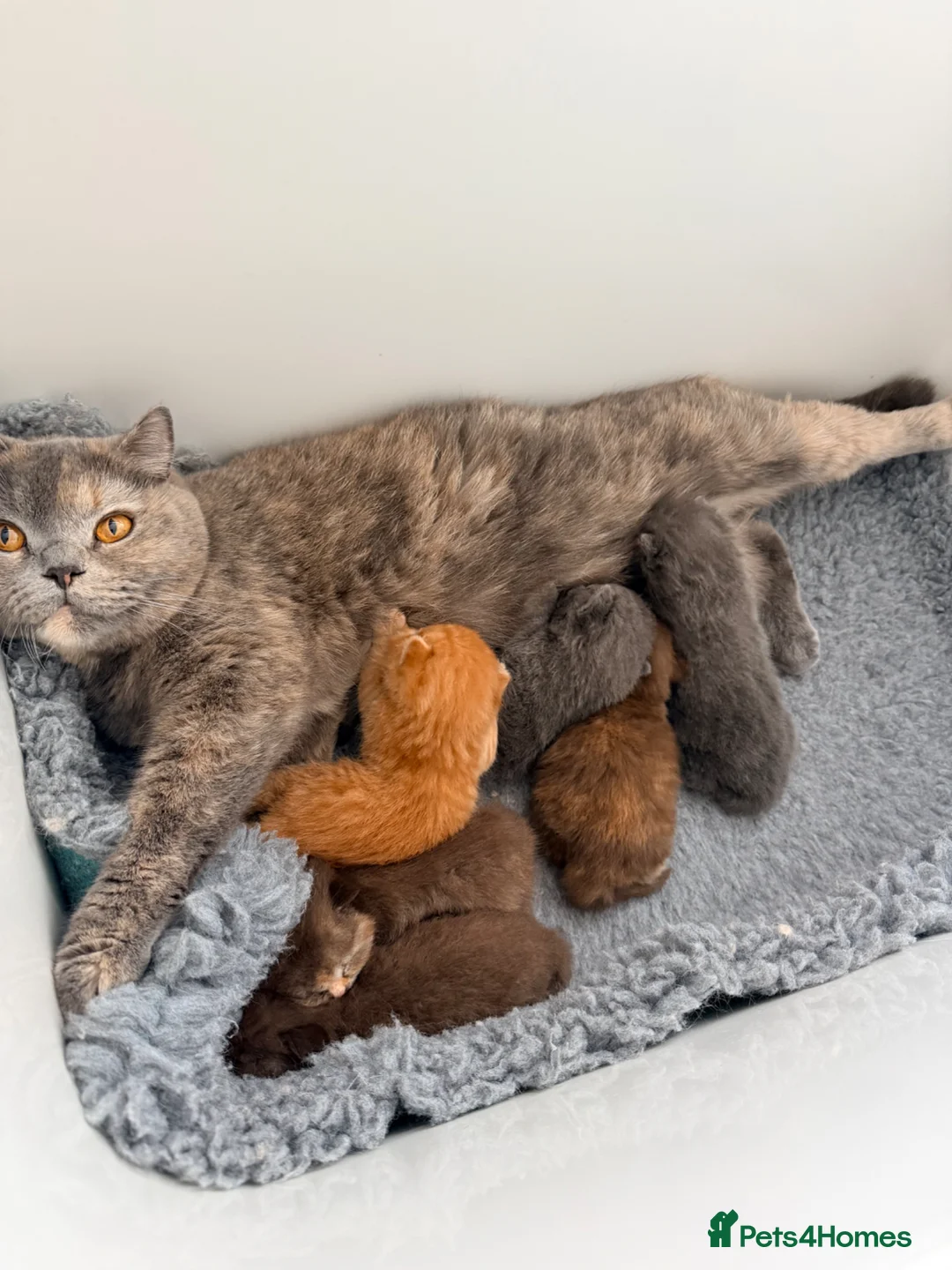 British Shorthair cats for sale: GCCF registered chocolate female kitten - Advert 19