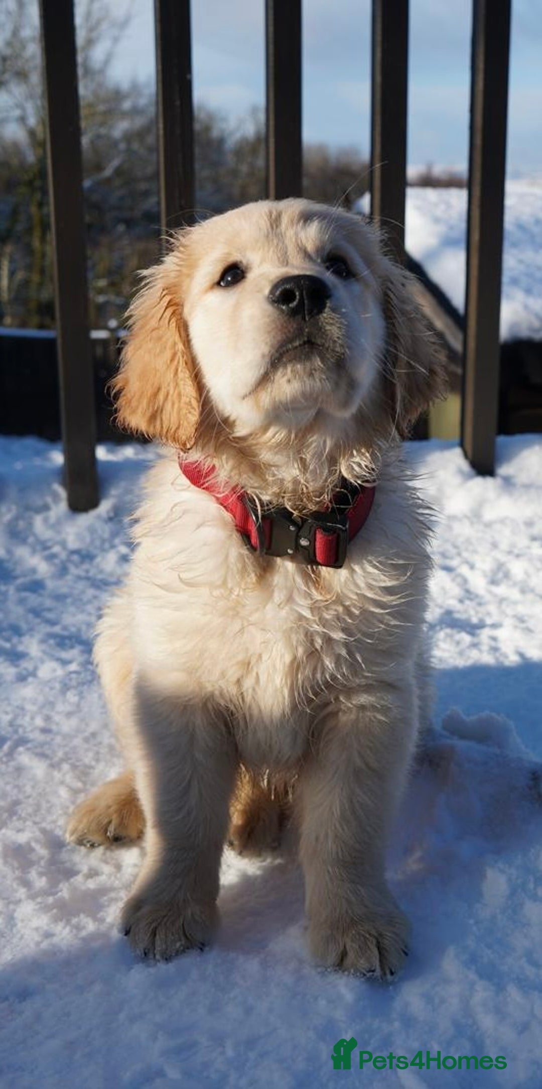 Golden Retriever dogs for sale: KC Fully Trained Golden Retriever Puppies - Advert 8