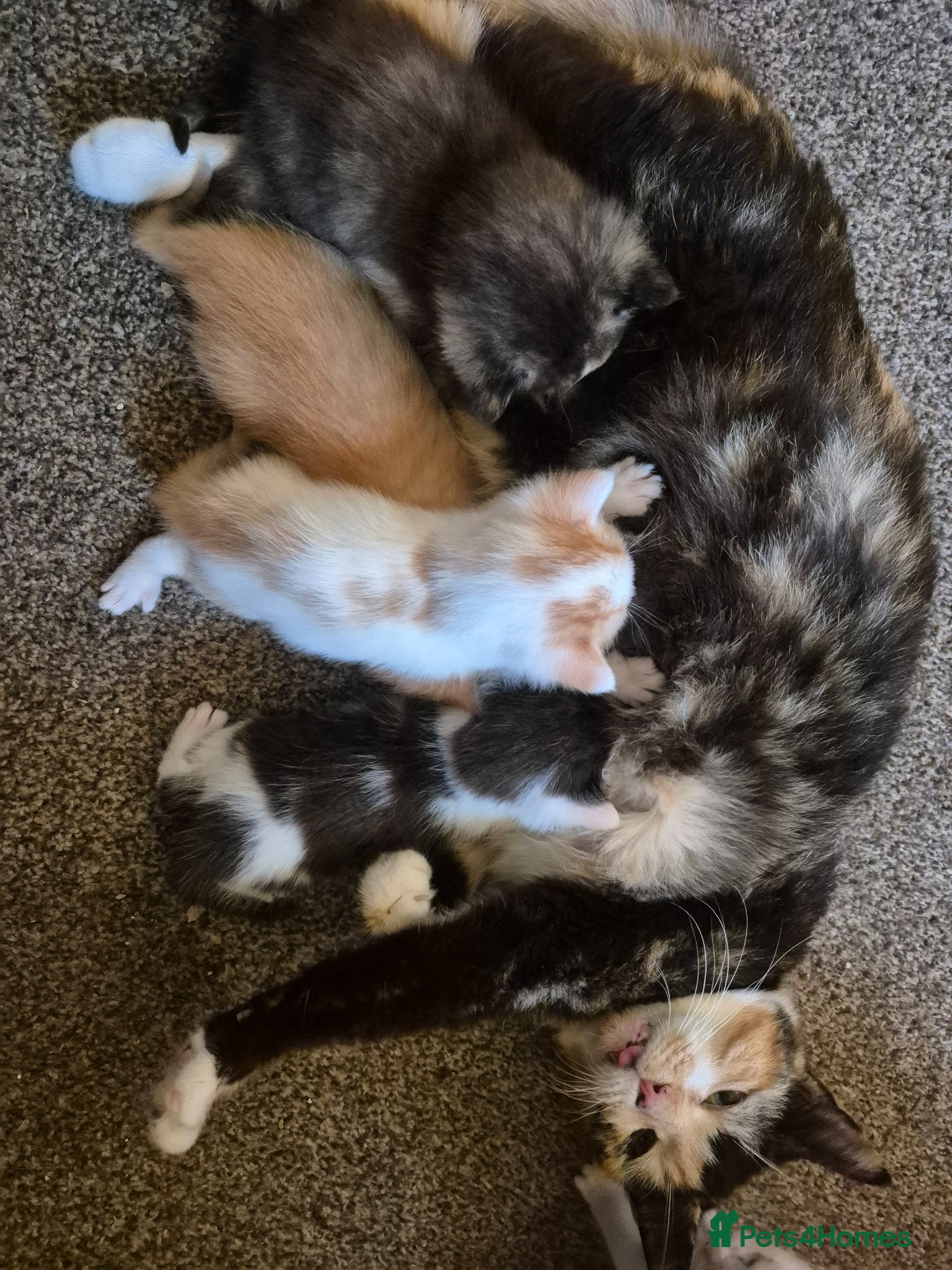 Mixed Breed cats Blue Female Tortoiseshell Kitten - Advert 2