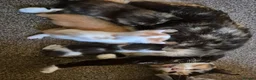 Mixed Breed cats for sale: Blue Female Tortoiseshell Kitten in Bedford - Advert 6